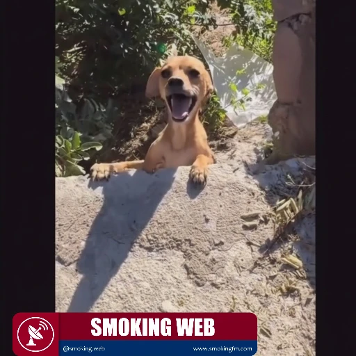 Perrita Guía a Rescatista para Salvar a sus Cachorros Recién Nacidos