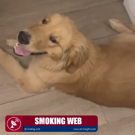 Festín Canino Viral: Perro Uruguayo Devora 22 de 24 Empanadas y Deja Solo Dos a su Dueña