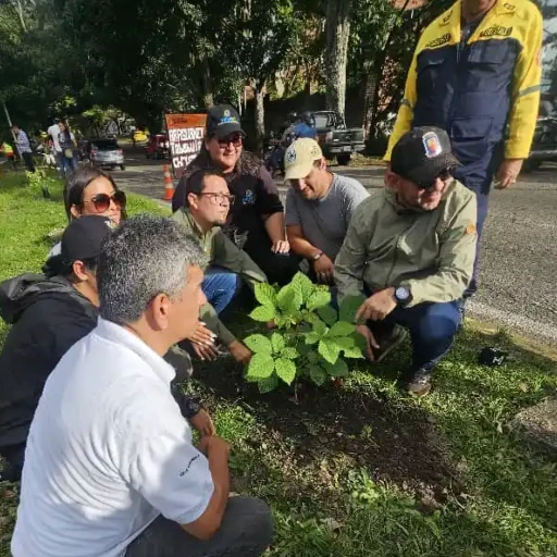 Sembrarán 4 mil árboles policromáticos en San Cristóbal