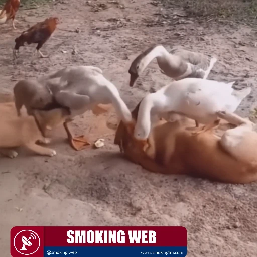 Lealtad Instintiva: Cachorros Defienden a su Padre de un 'Ataque' de Patos en Pleno Juego