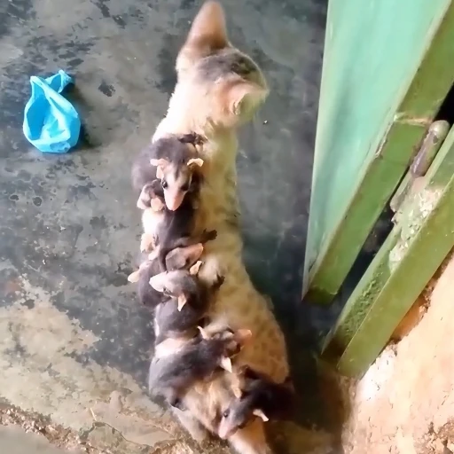 Instinto maternal sin fronteras: Gata adopta a crías de zarigüeya