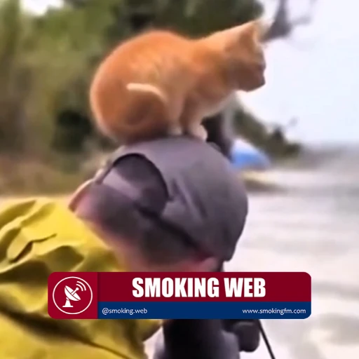 Un curioso gatito interrumpe la sesión de un fotógrafo