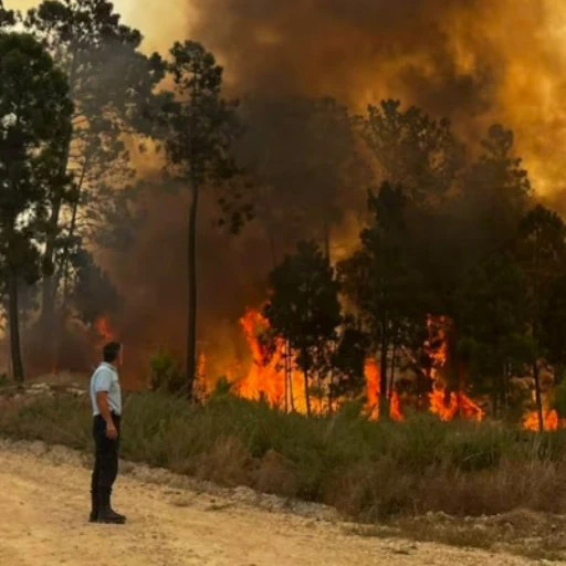 Incendios en Portugal baten récord de emisiones de carbono