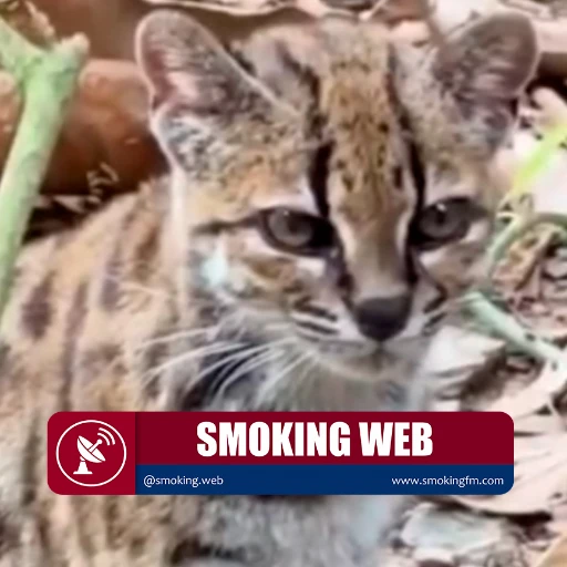 Descubren en Bolivia una nueva especie de gato silvestre