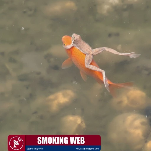 Polizón a Bordo: Sapo Es Capturado Tomando un "Taxi Gratis" Sobre un Pez Dorado