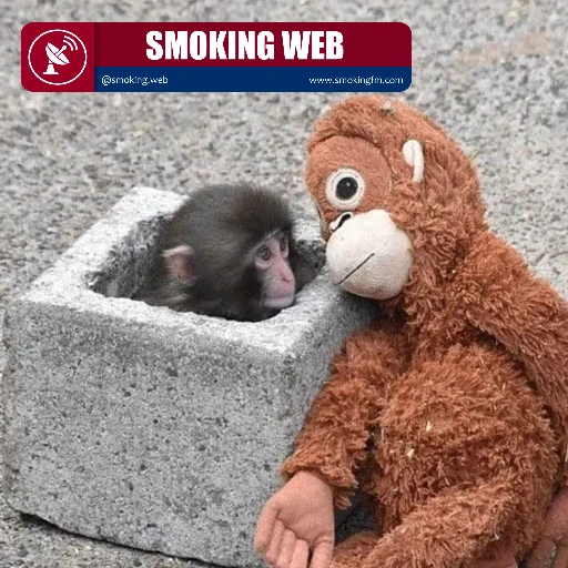 Un abrazo contra la soledad: La historia de Punch, el monito que eligió una "madre" de peluche