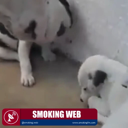 Papá perro regaña a sus cachorros y conquista corazones en redes sociales