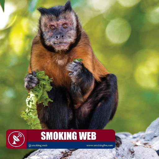 El despertar de la Edad de Piedra animal: Monos capuchinos utilizan herramientas para alimentarse