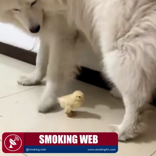 De lo tierno a lo impactante: el video del perro y el pollito que sorprendió a las redes